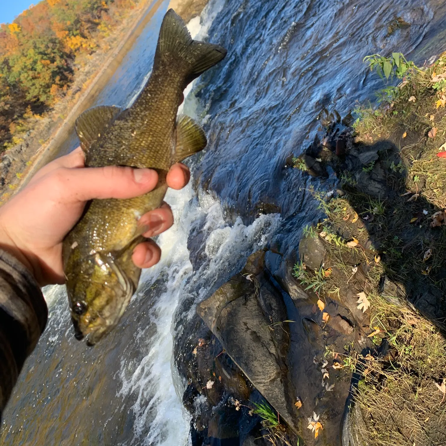 Smallmouth bass caught on Fishbrain