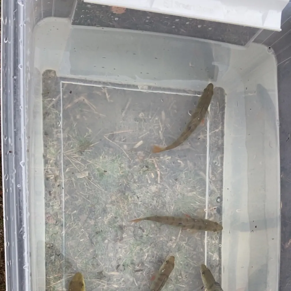 European perch caught on Fishbrain
