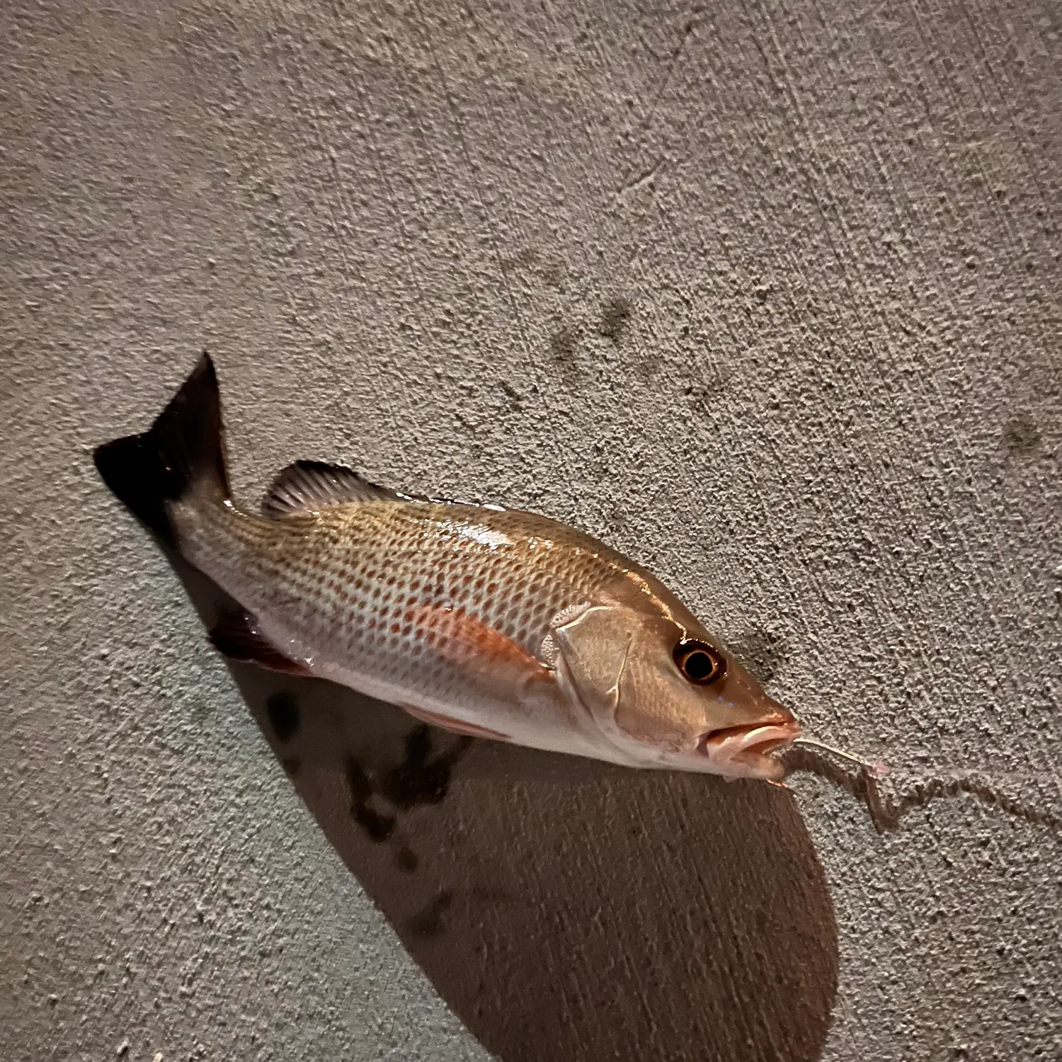 The most recent Mangrove snapper catches on Fishbrain