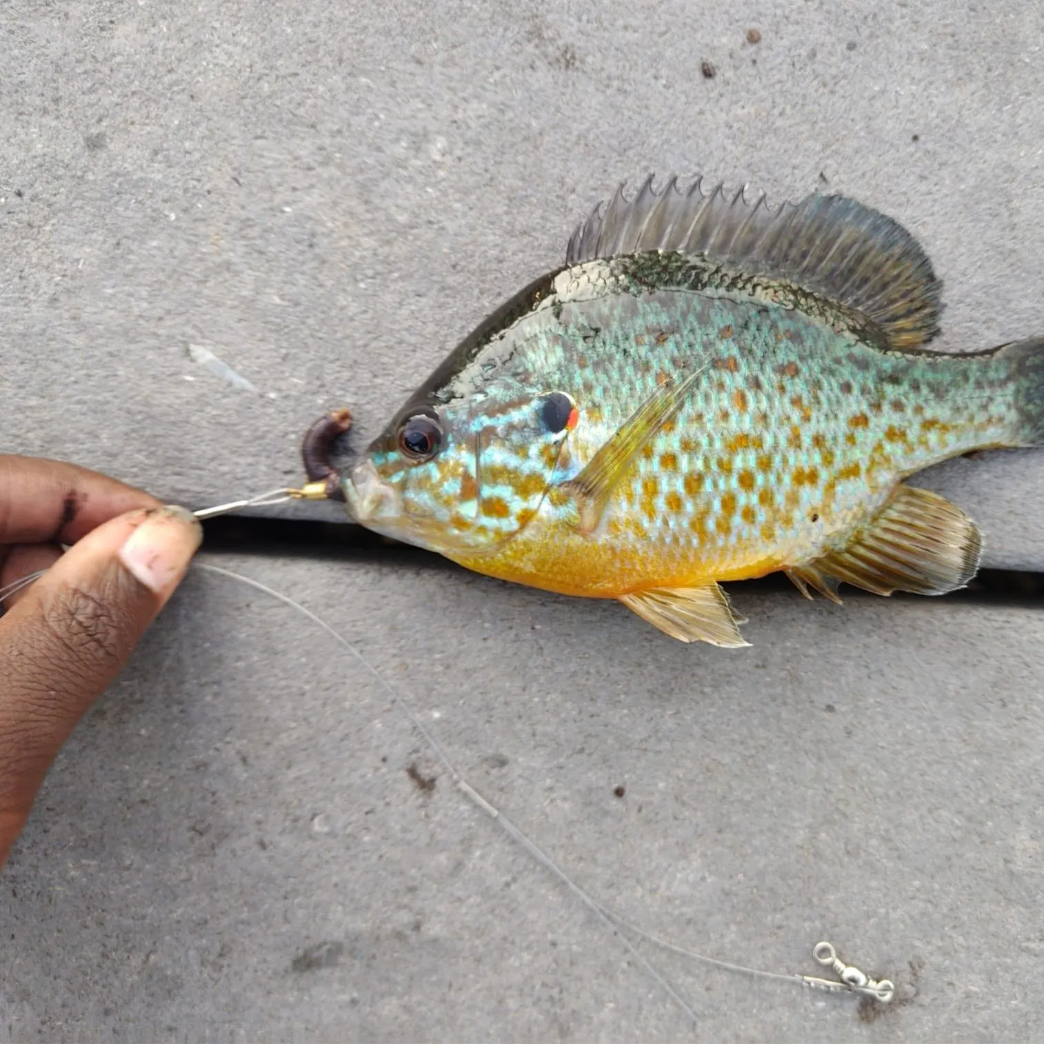catch