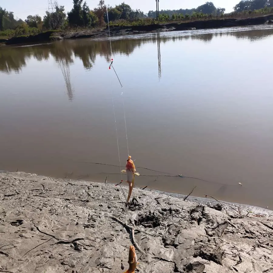 Stonecat caught on Fishbrain