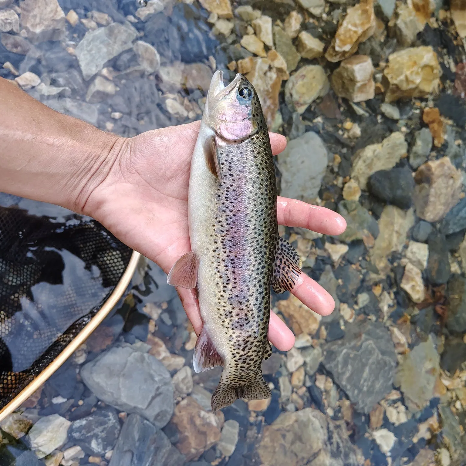 Rainbow trout caught on Fishbrain