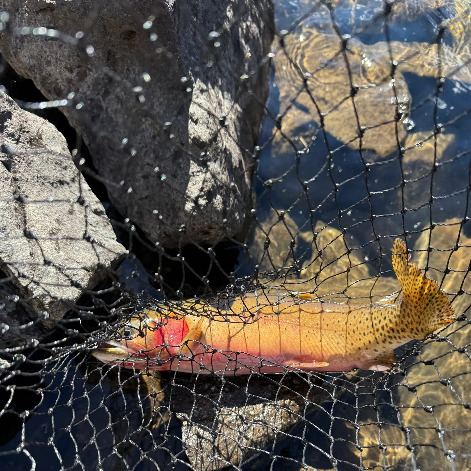 Cutthroat trout caught on Fishbrain