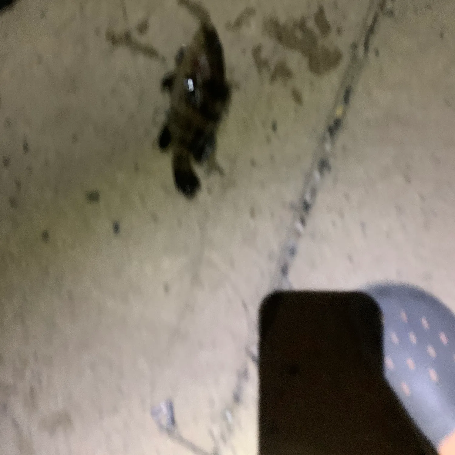 The most recent Malabar grouper catches on Fishbrain