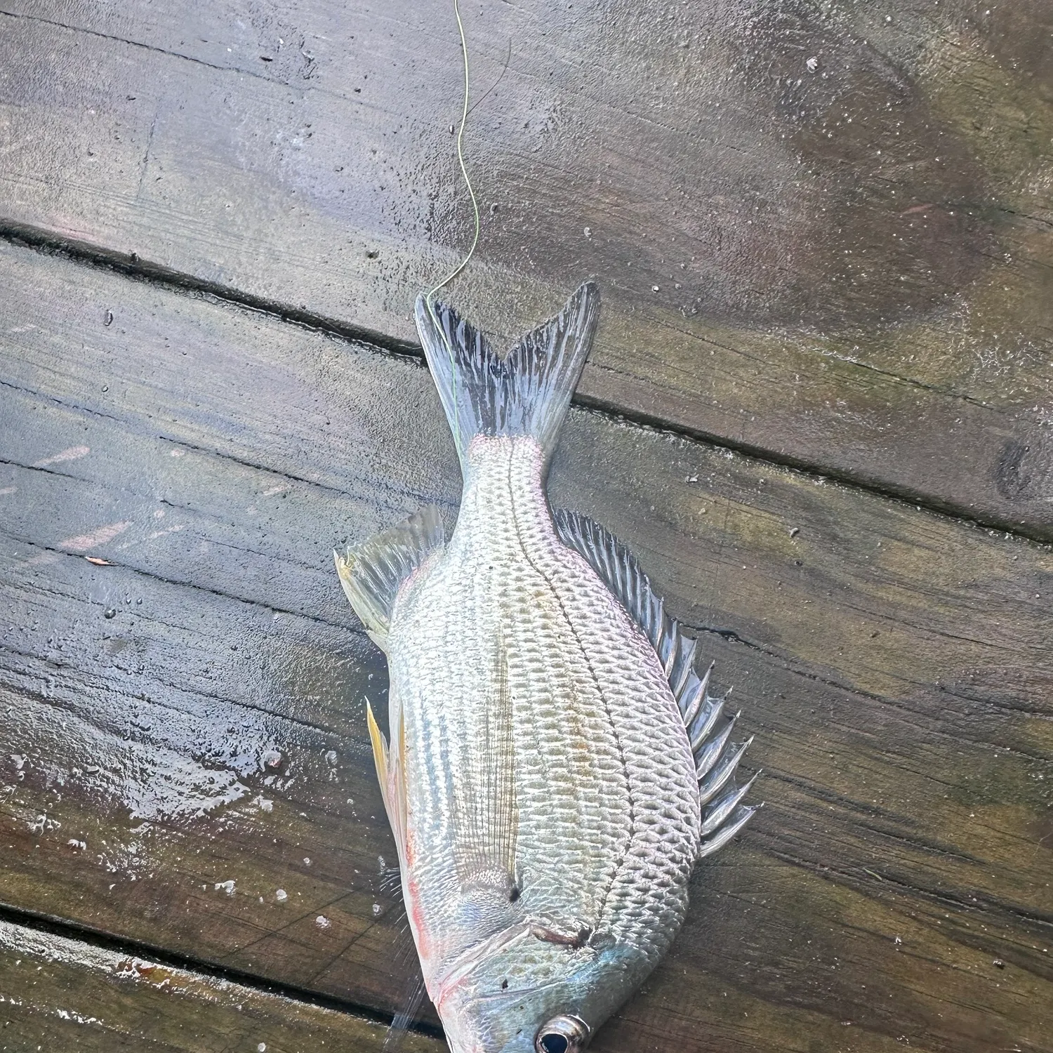 Surf bream caught on Fishbrain