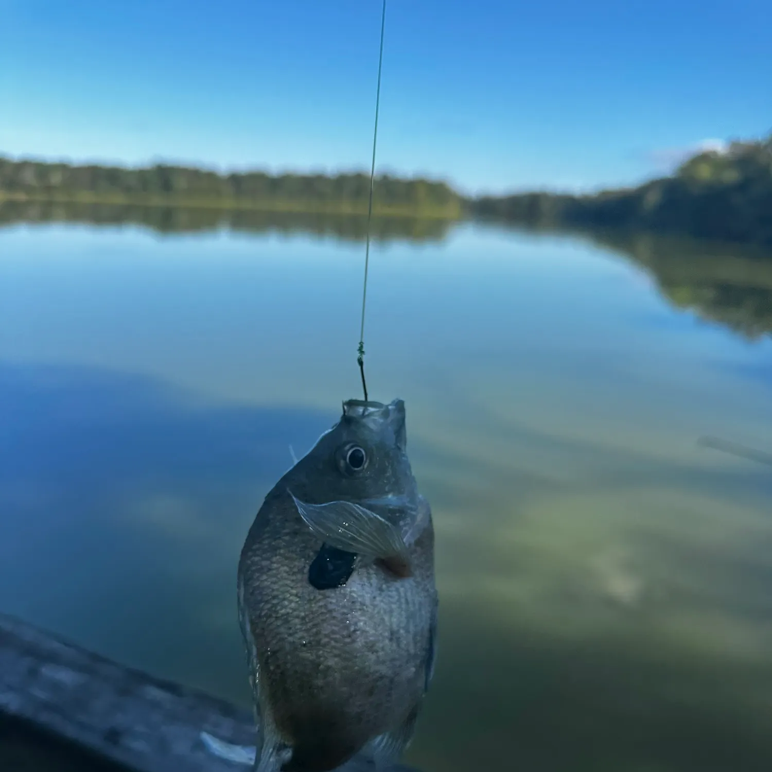 Bluegill caught on Fishbrain