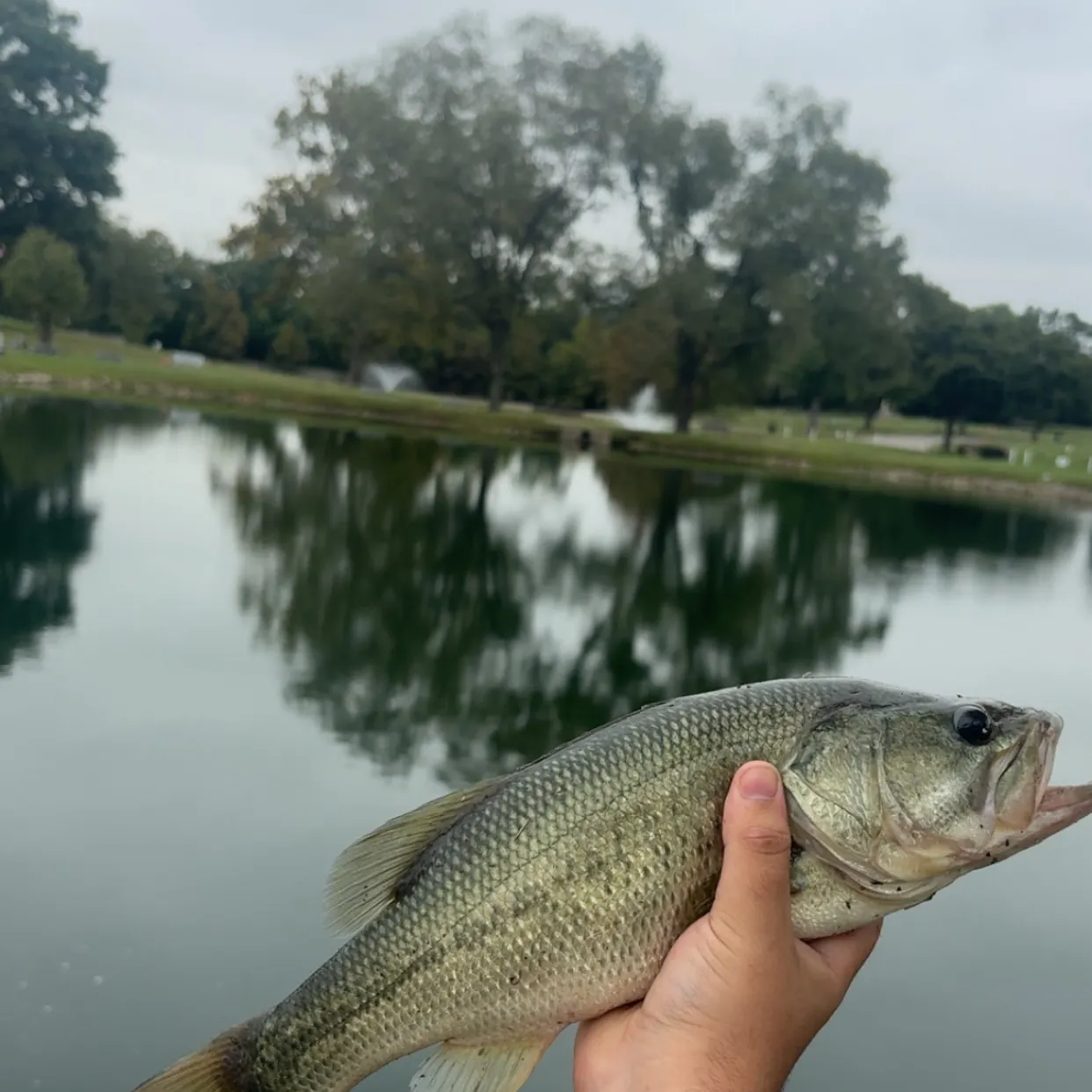Largemouth bass caught on Fishbrain