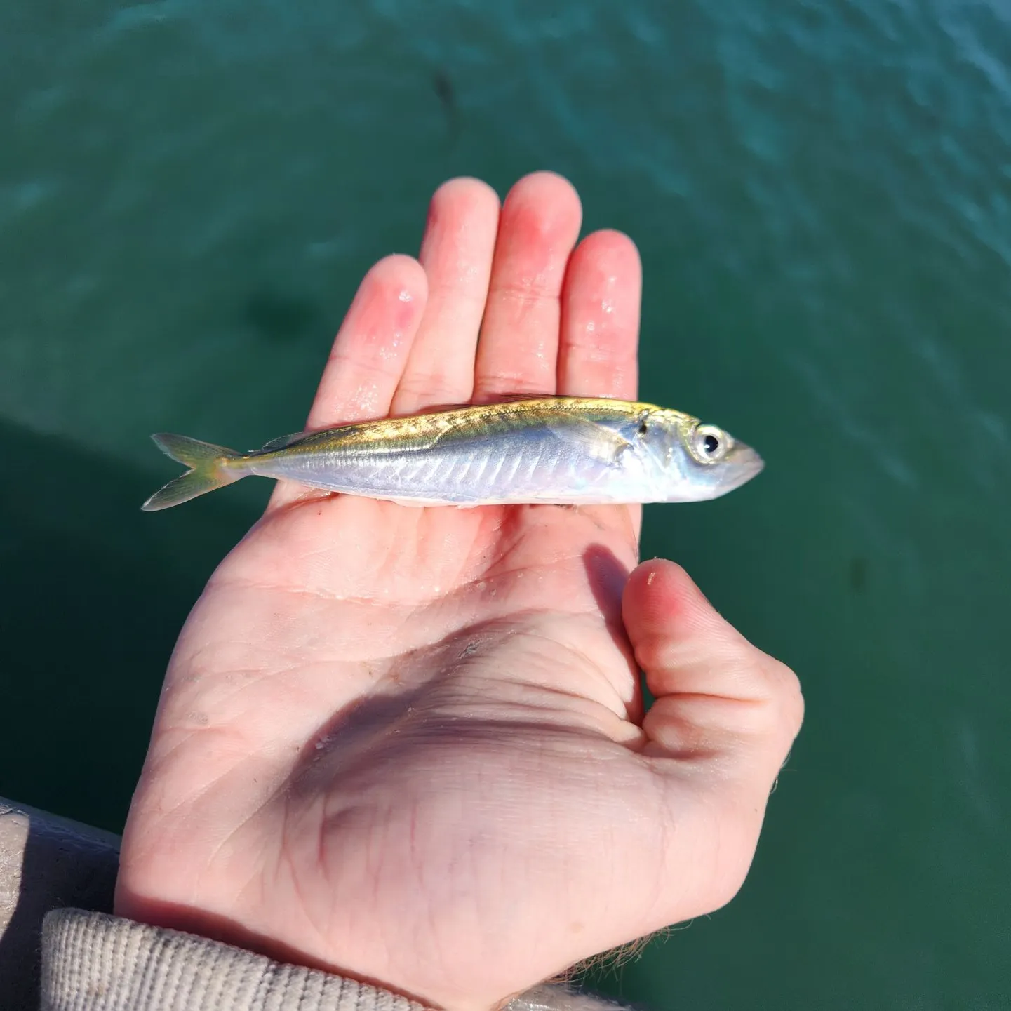 The most recent Pacific jack mackerel catches on Fishbrain
