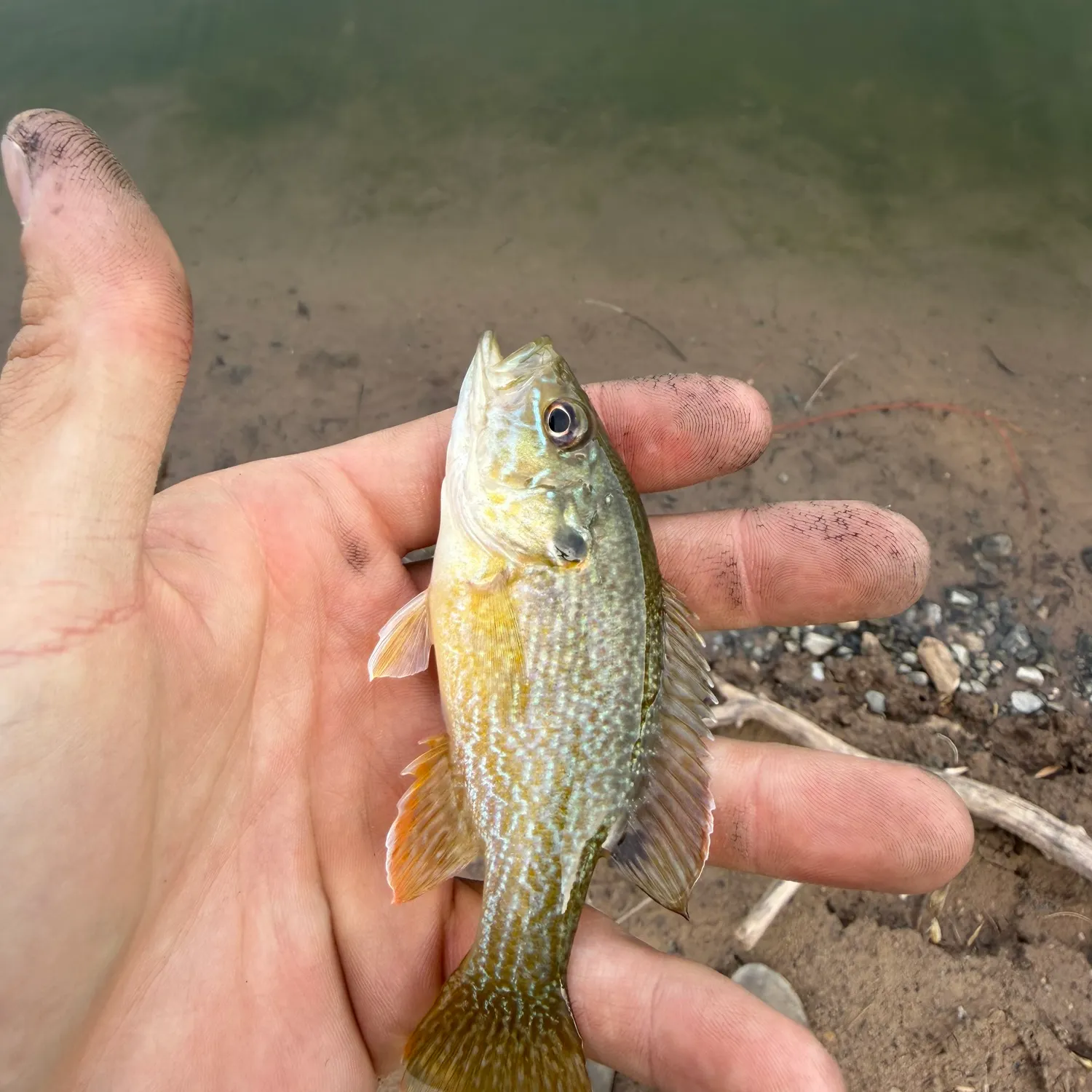 Green sunfish caught on Fishbrain