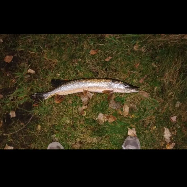 Northern pike caught on Fishbrain