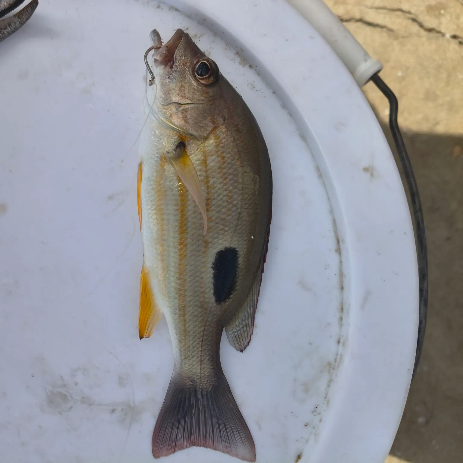 The most recent Moses perch catches on Fishbrain