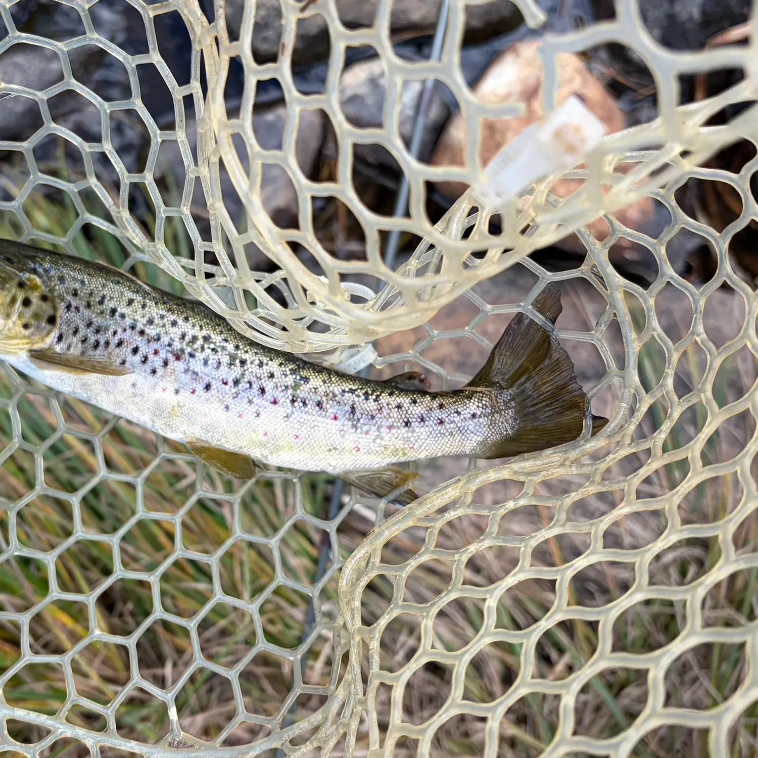 Brown trout caught on Fishbrain