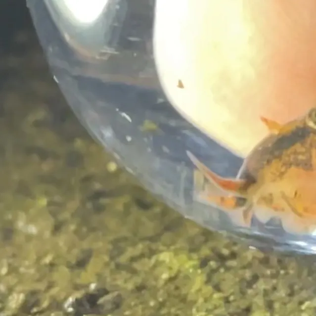 The most recent Stone loach catches on Fishbrain
