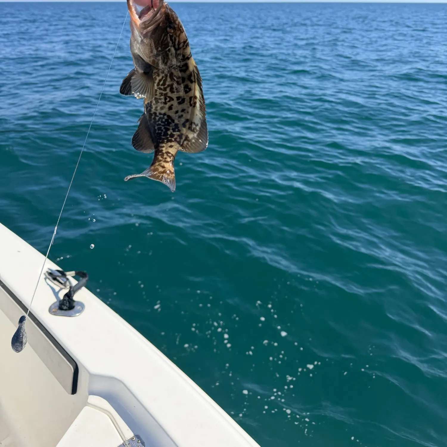 Gag grouper caught on Fishbrain
