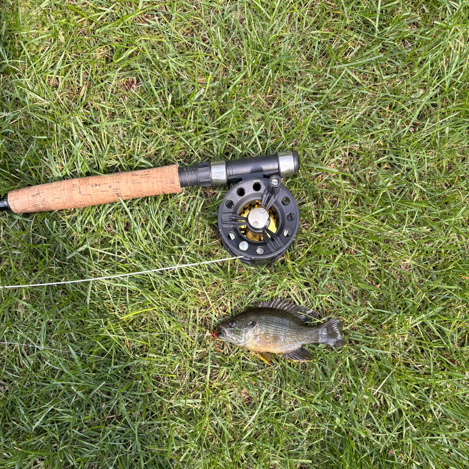 Green sunfish caught on Fishbrain