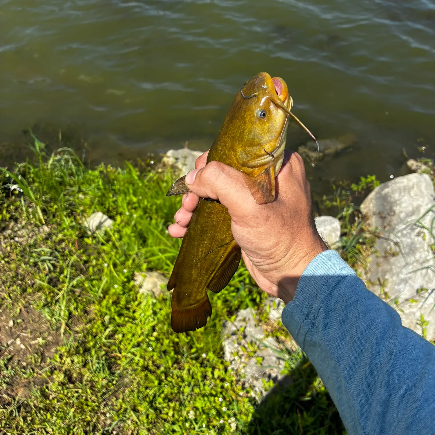 Yellow bullhead caught on Fishbrain