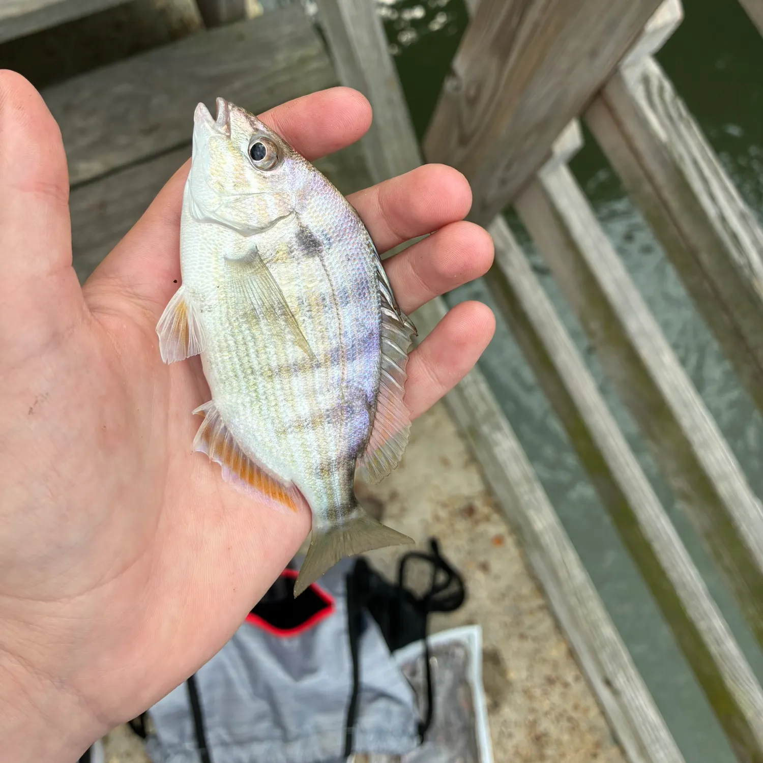 Pinfish caught on Fishbrain