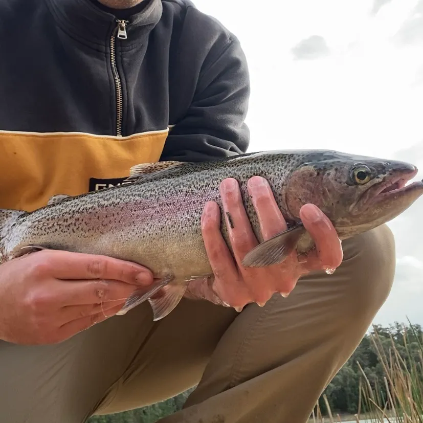Rainbow trout caught on Fishbrain