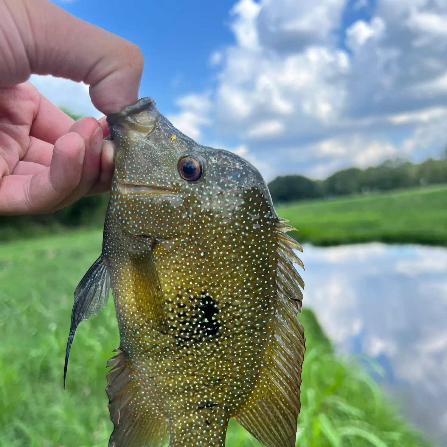 Rio Grande cichlid caught on Fishbrain