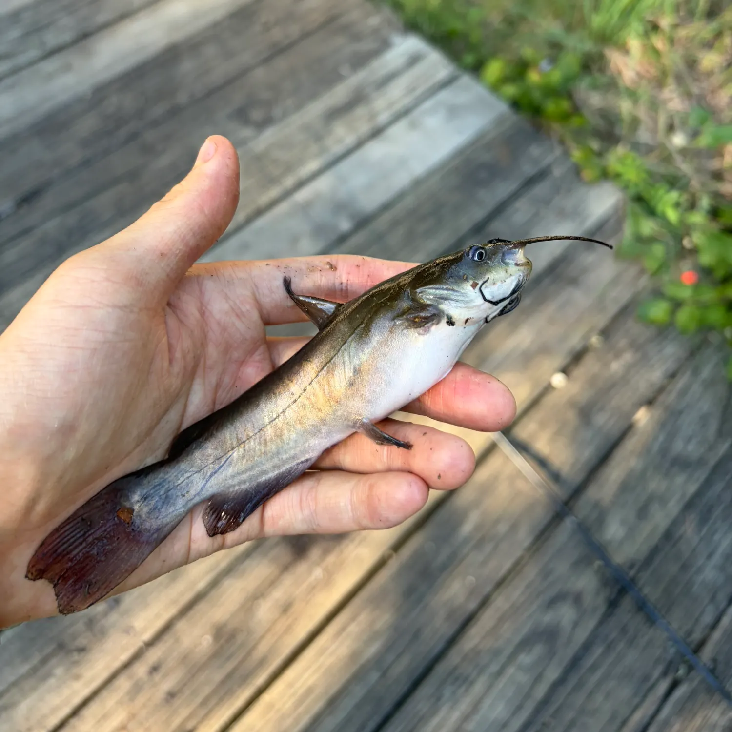 Brown bullhead caught on Fishbrain