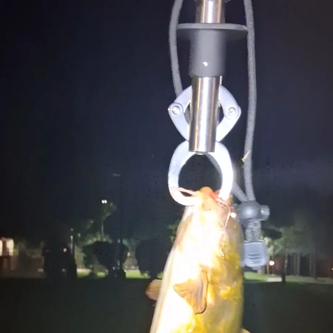 Yellow bullhead caught on Fishbrain