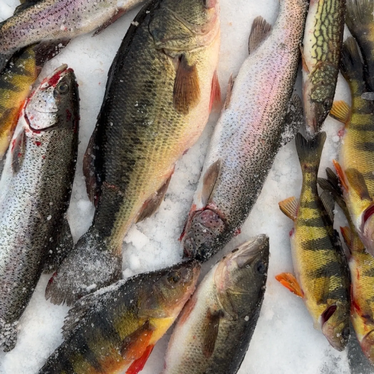 recently logged catches