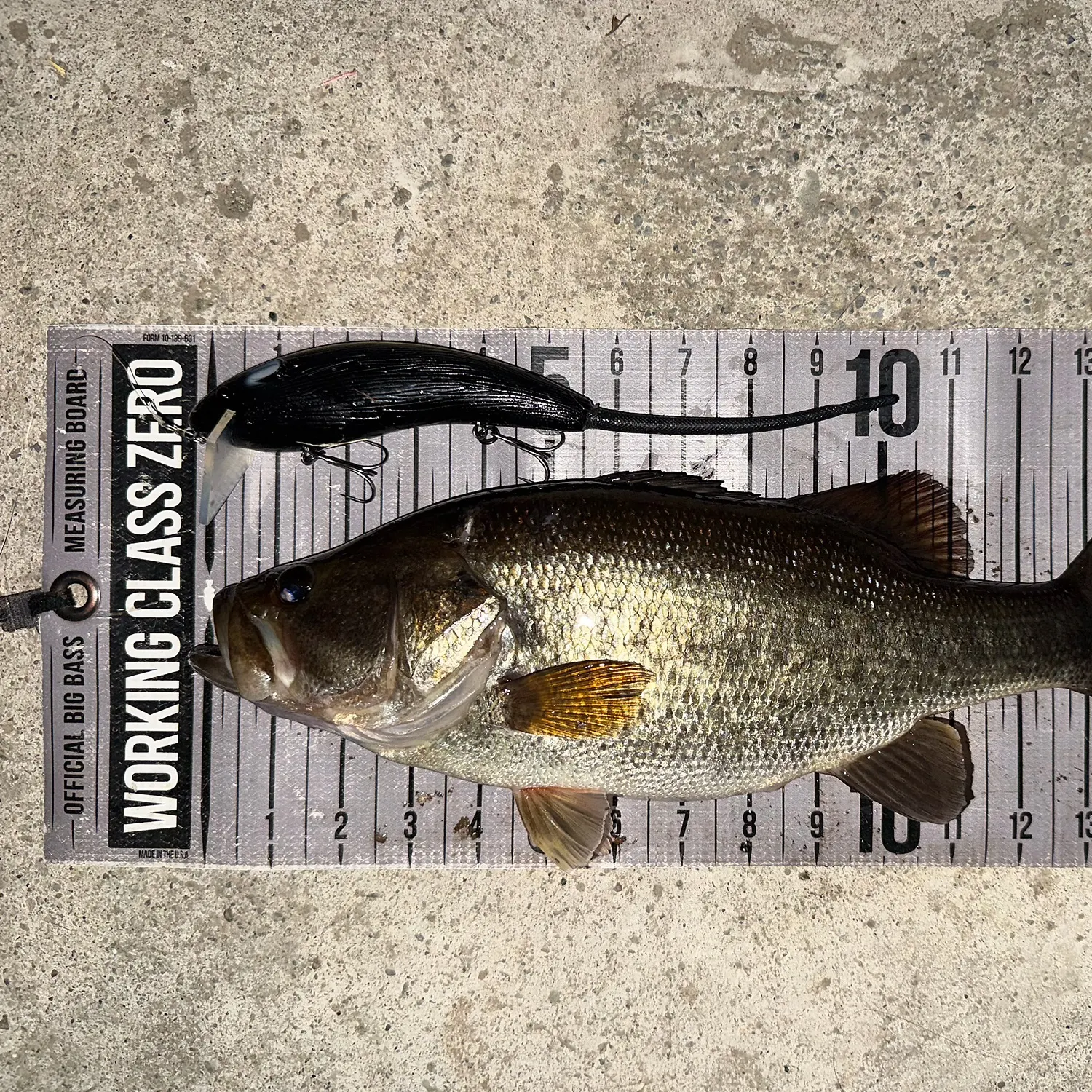 Largemouth bass caught on Fishbrain
