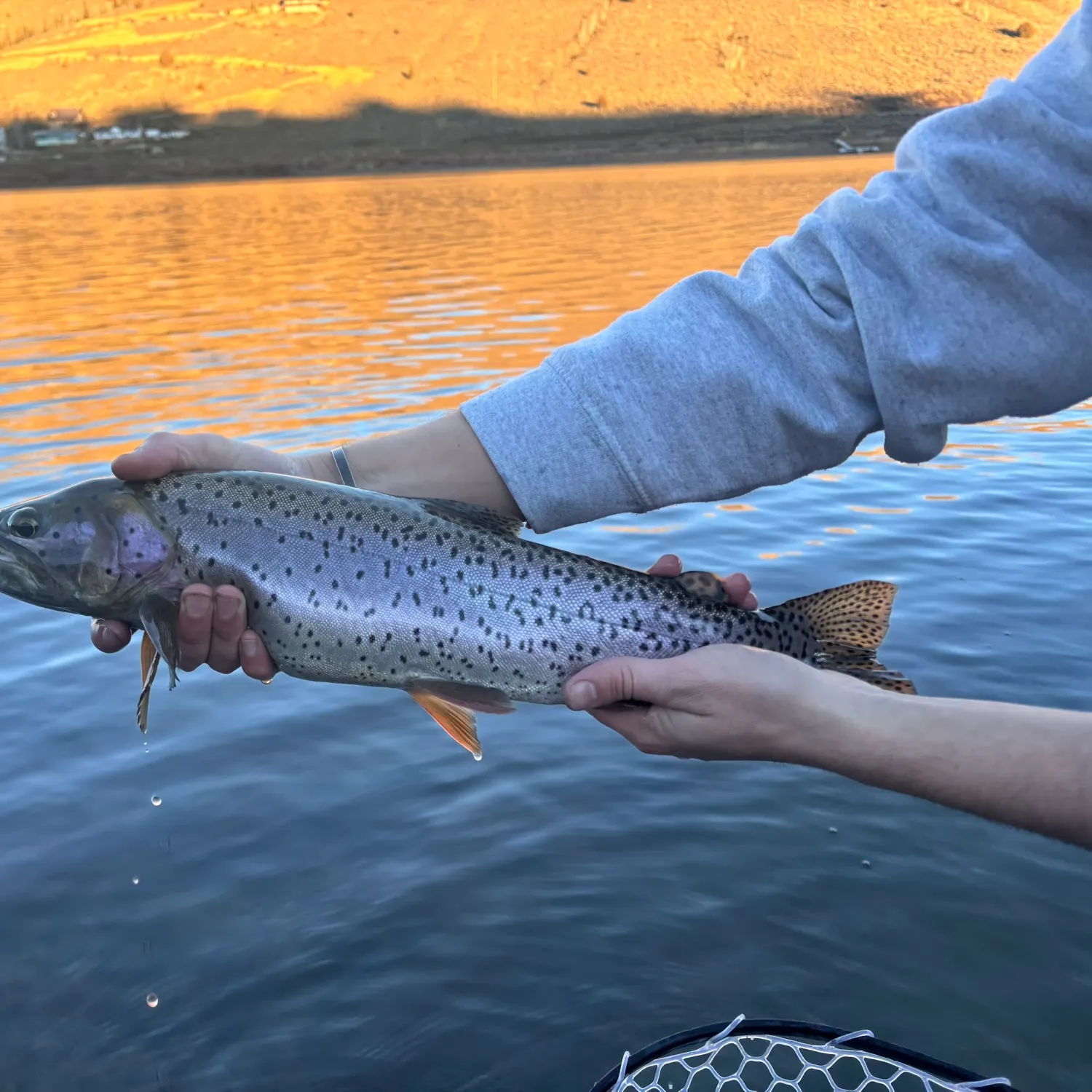 The most recent Bear Lake cutthroat trout catches on Fishbrain