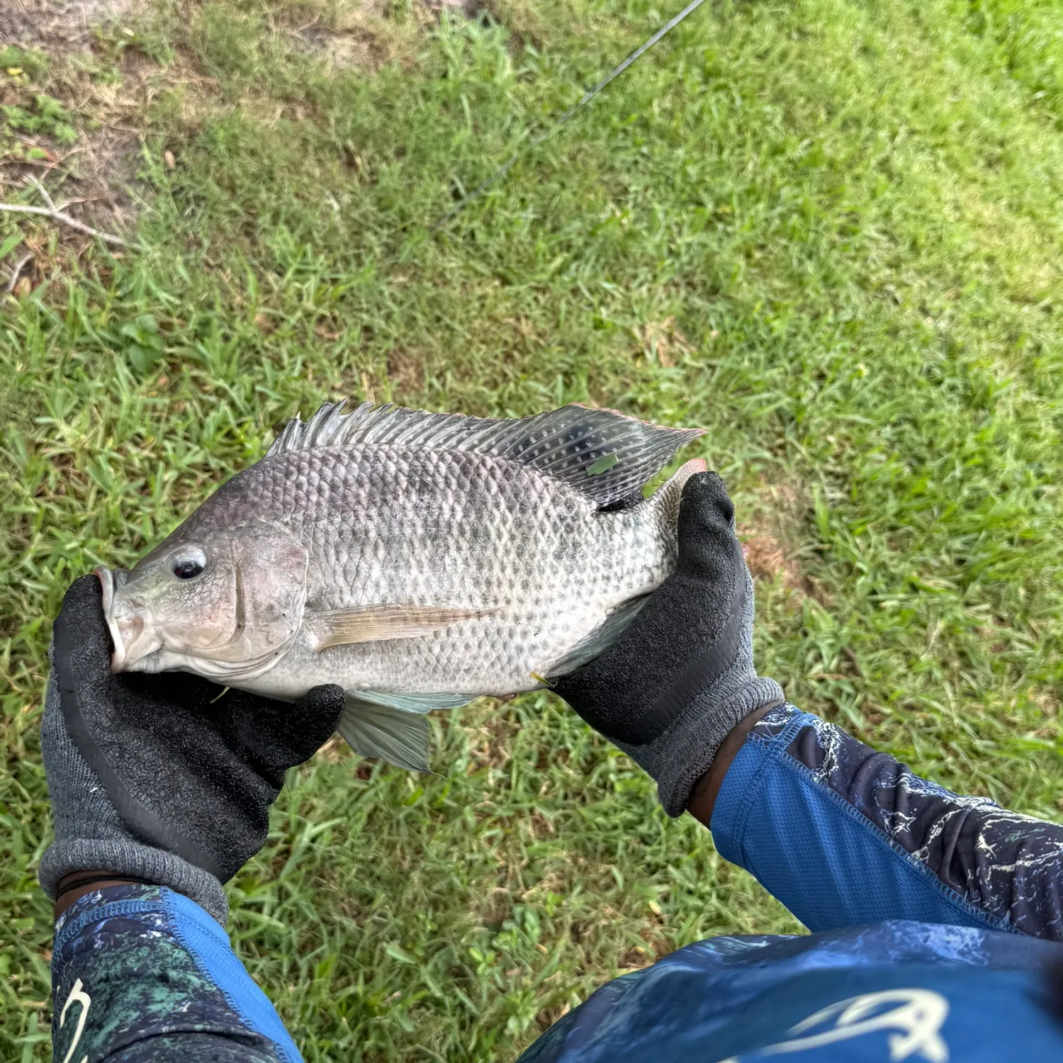Nile tilapia caught on Fishbrain