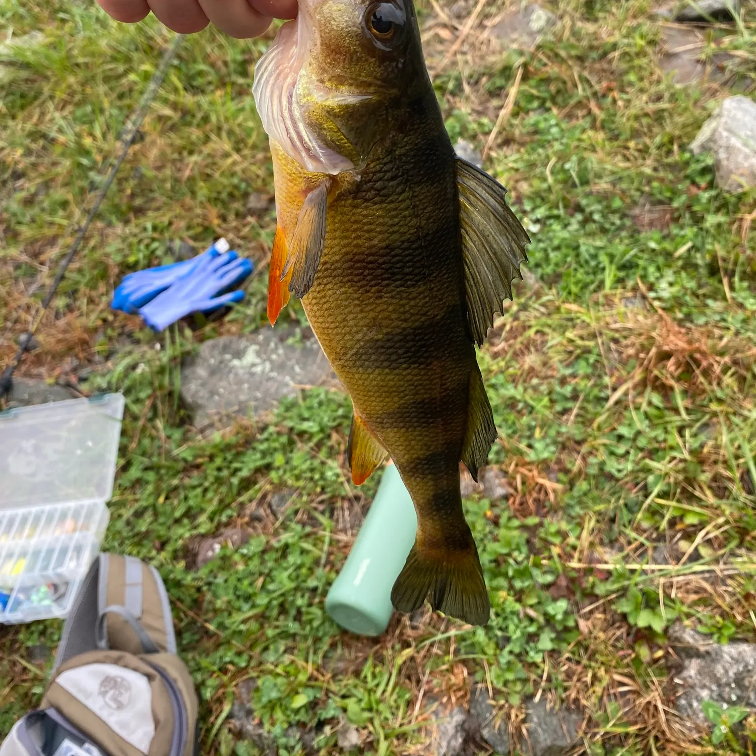 Yellow perch caught on Fishbrain