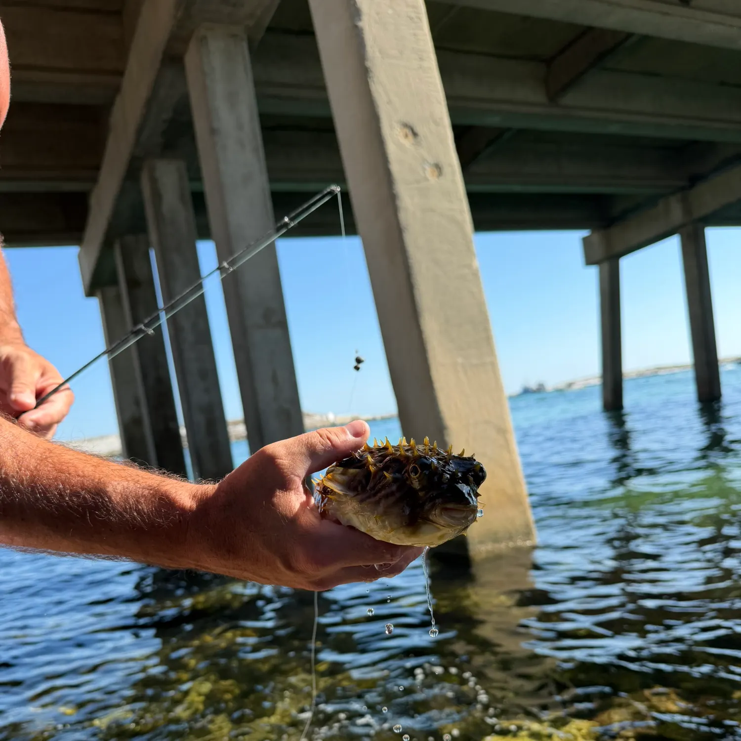 The most recent Three-barred porcupinefish catches on Fishbrain