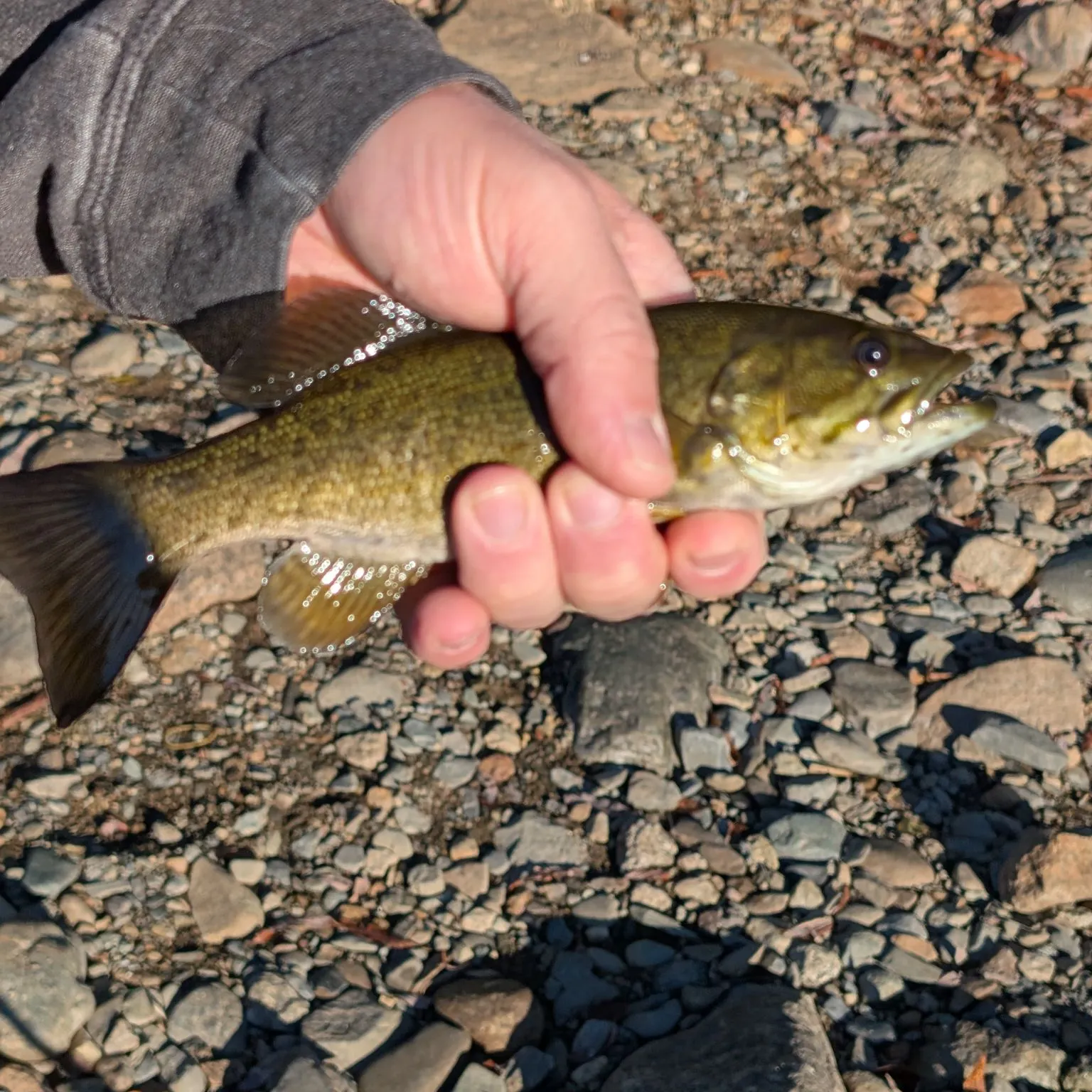 Smallmouth bass caught on Fishbrain