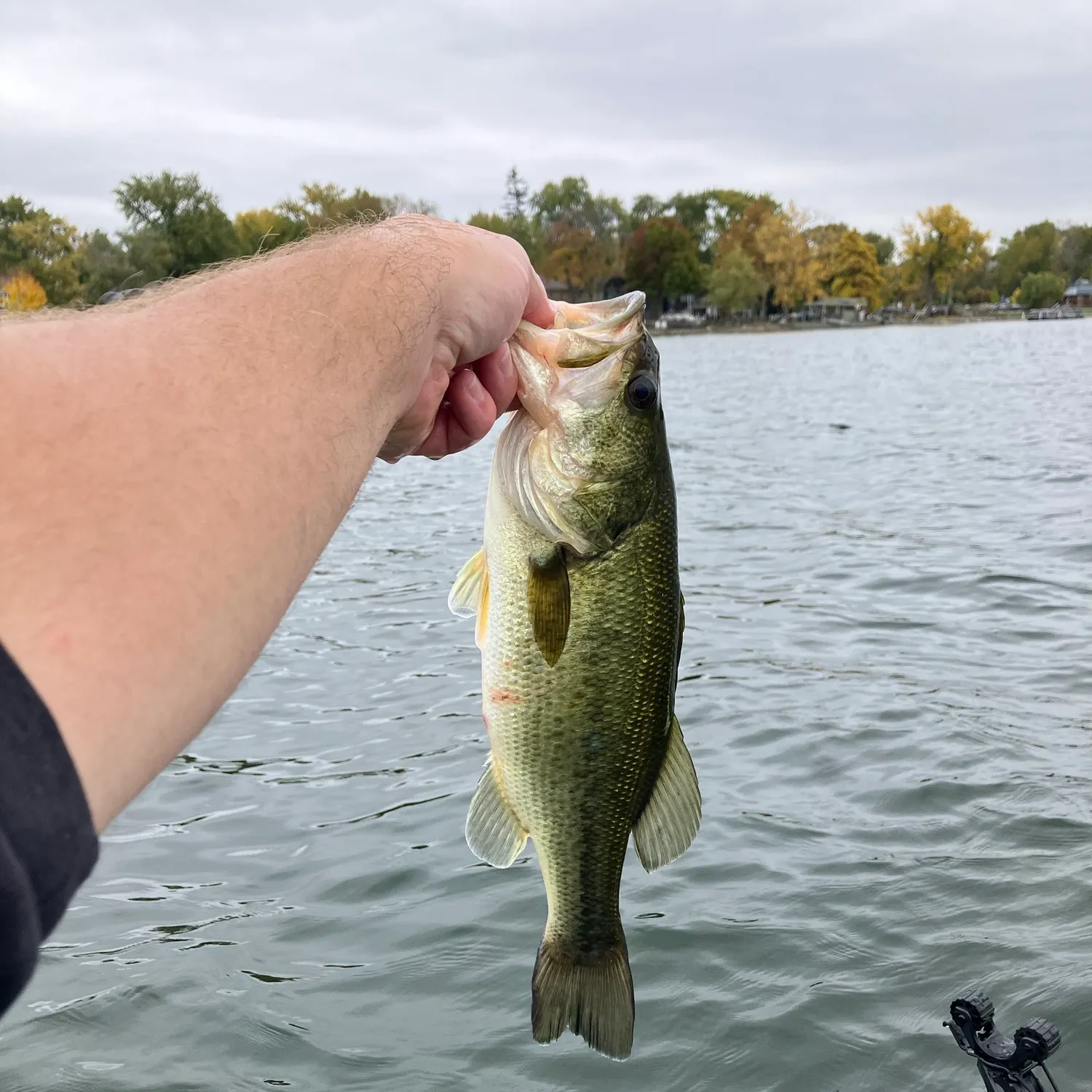 Northern pike caught on Fishbrain