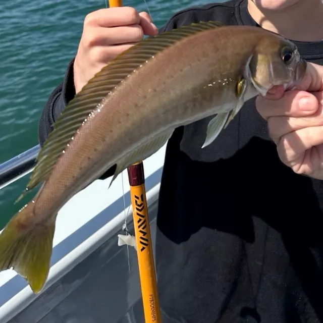 Ocean whitefish caught on Fishbrain