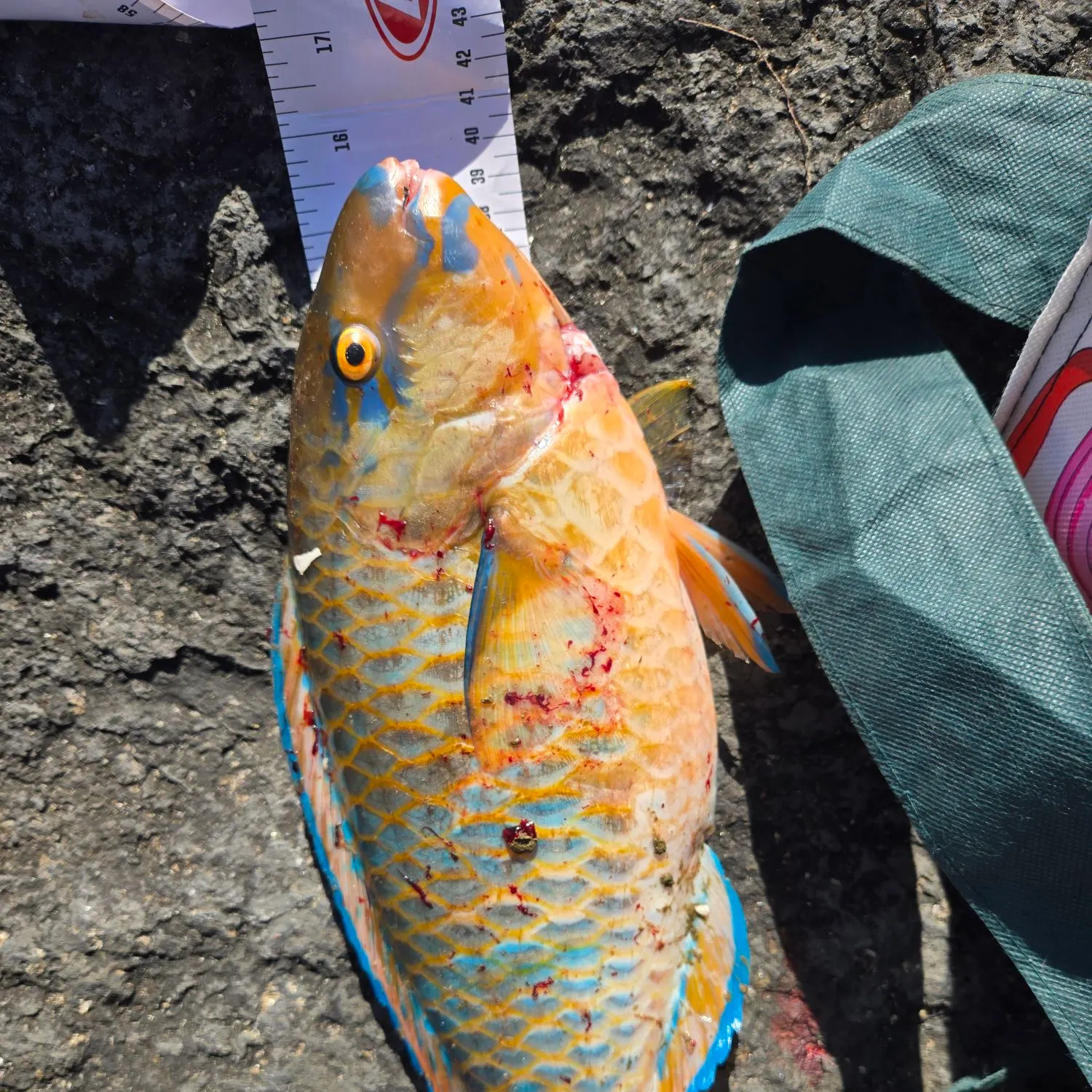 The most recent Stoplight parrotfish catches on Fishbrain