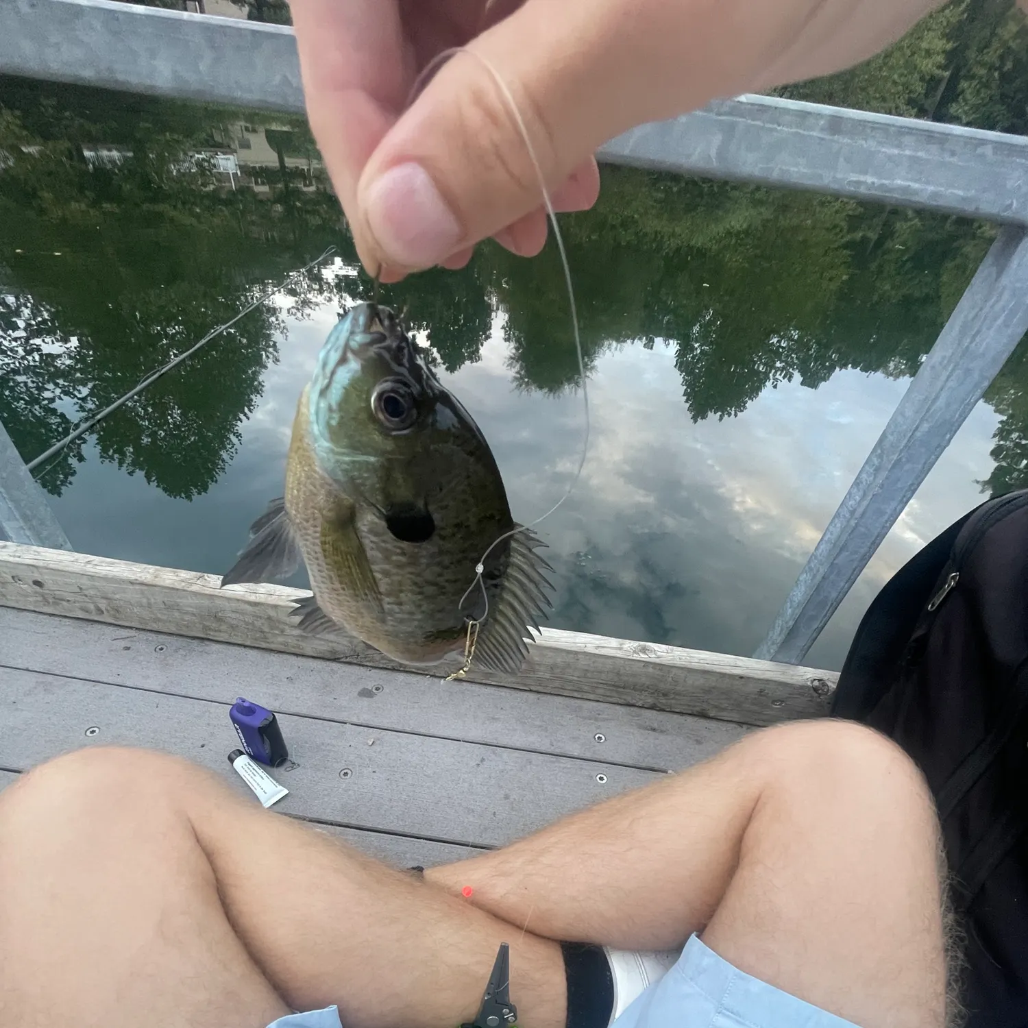 Bluegill caught on Fishbrain