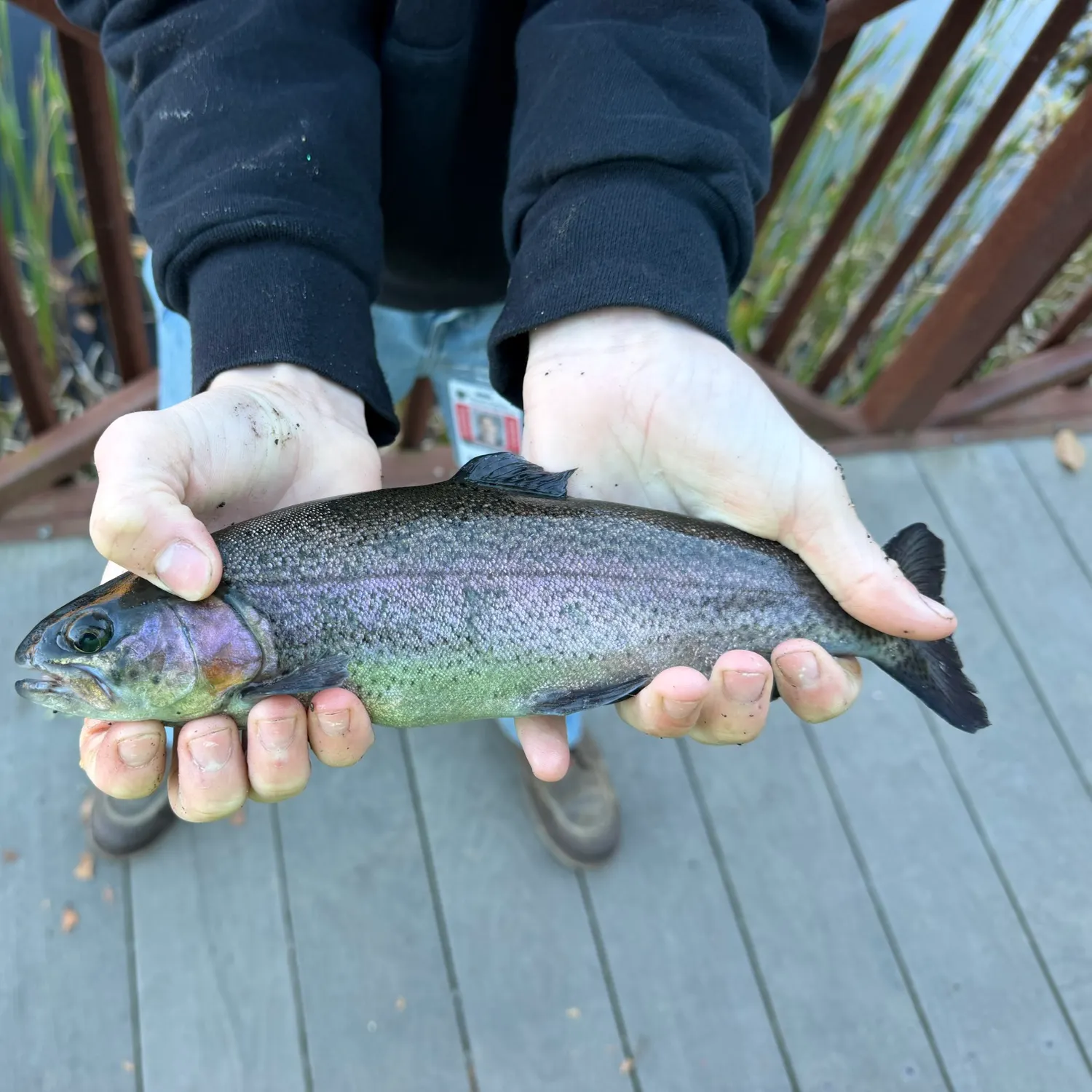 Rainbow trout caught on Fishbrain