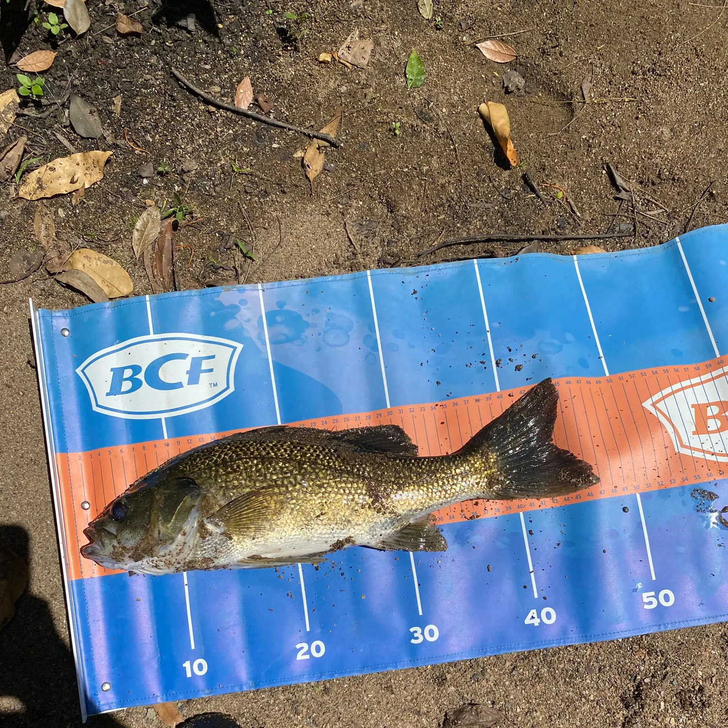 The most recent Australian bass catches on Fishbrain