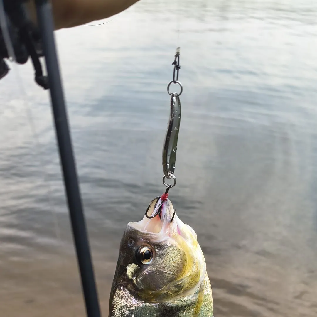 The most recent San Francisco piranha catches on Fishbrain