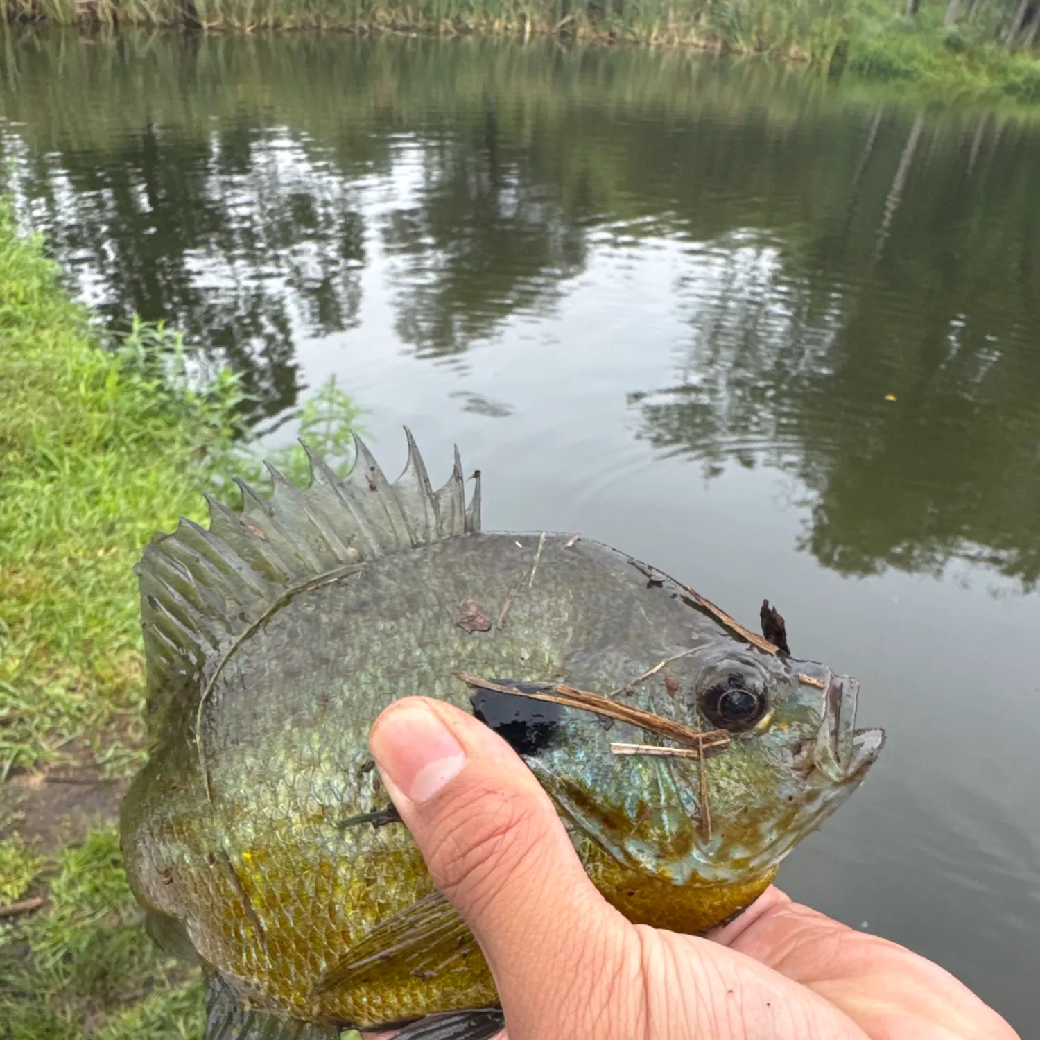 Greengill hybrid caught on Fishbrain
