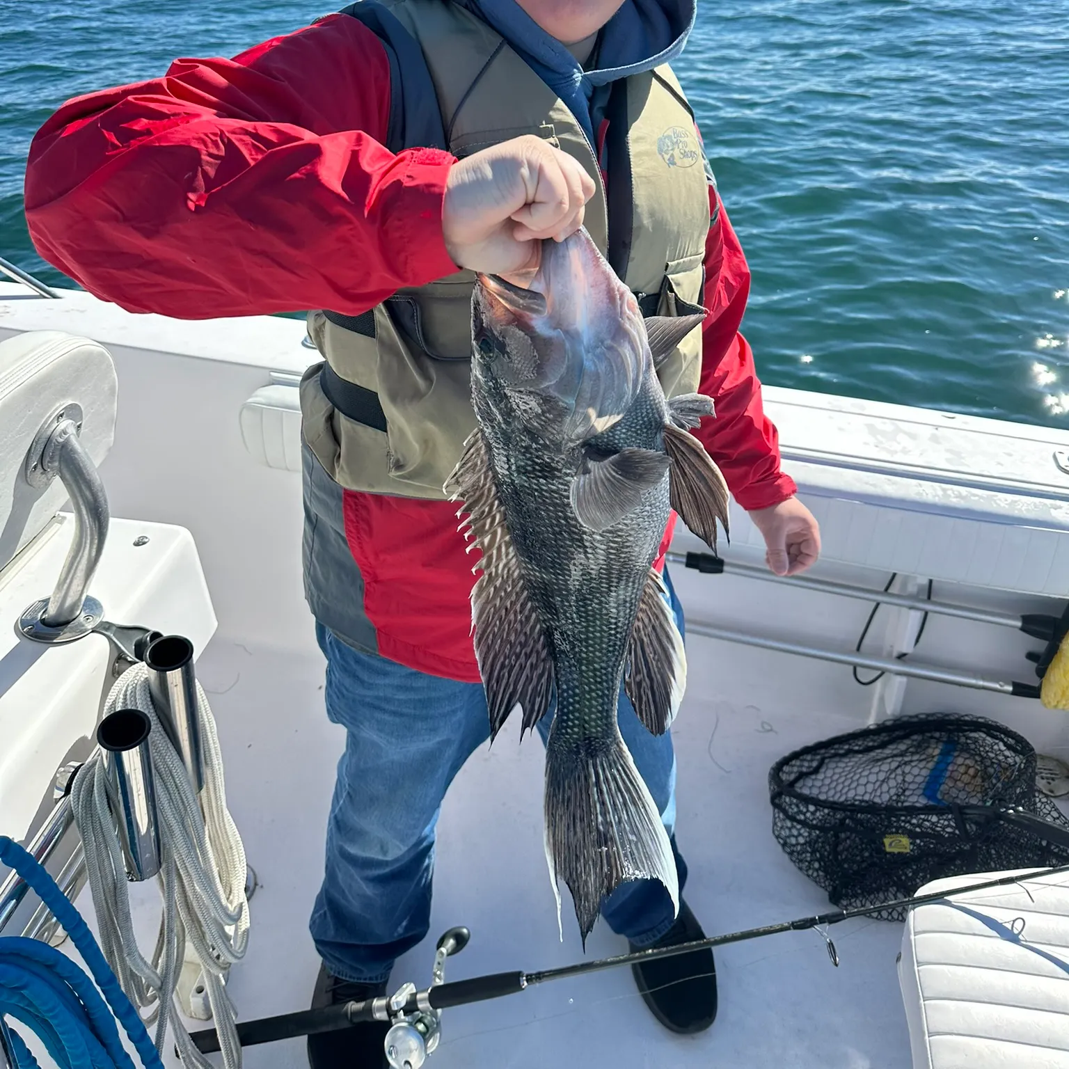 The most recent Black sea bass catches on Fishbrain