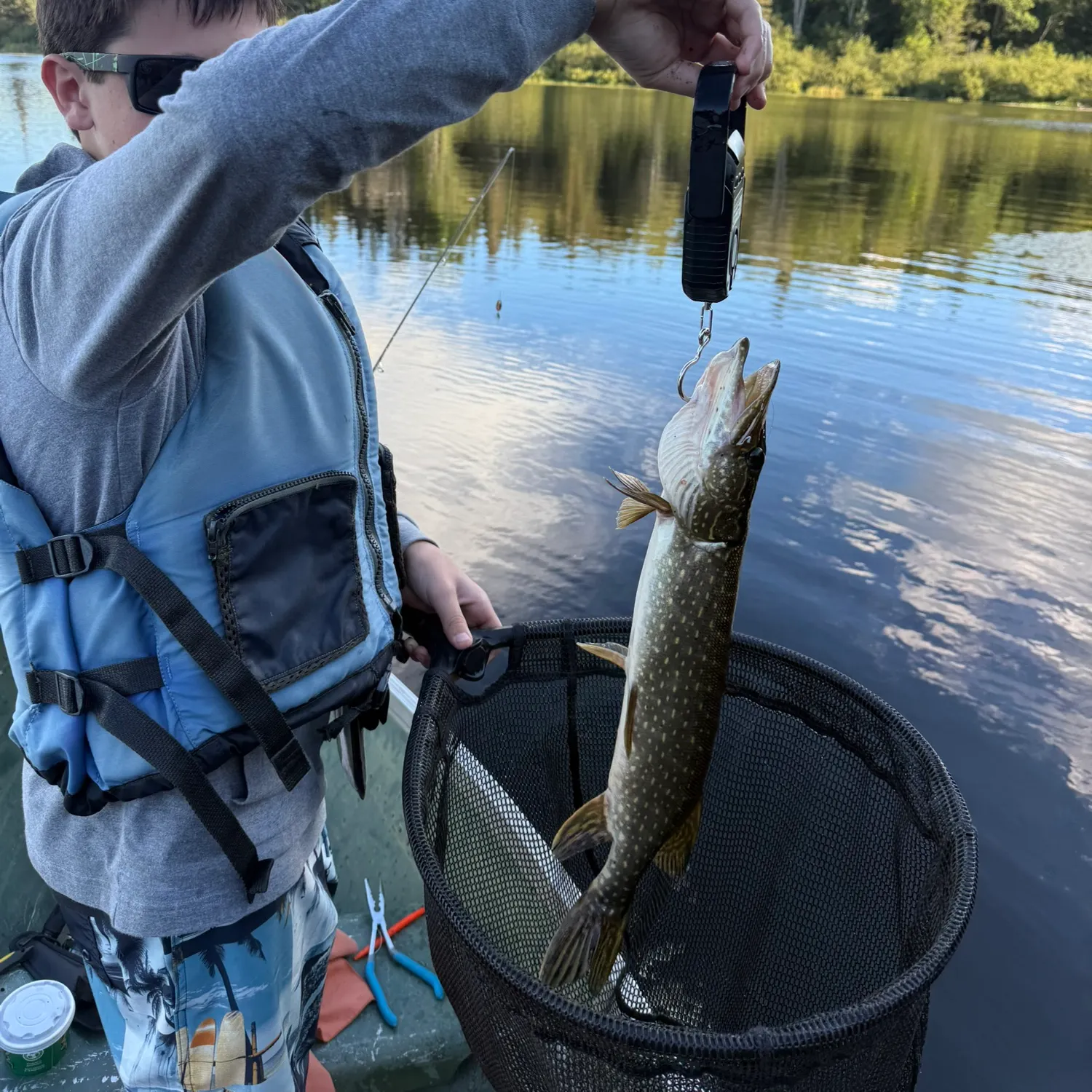 Northern pike caught on Fishbrain