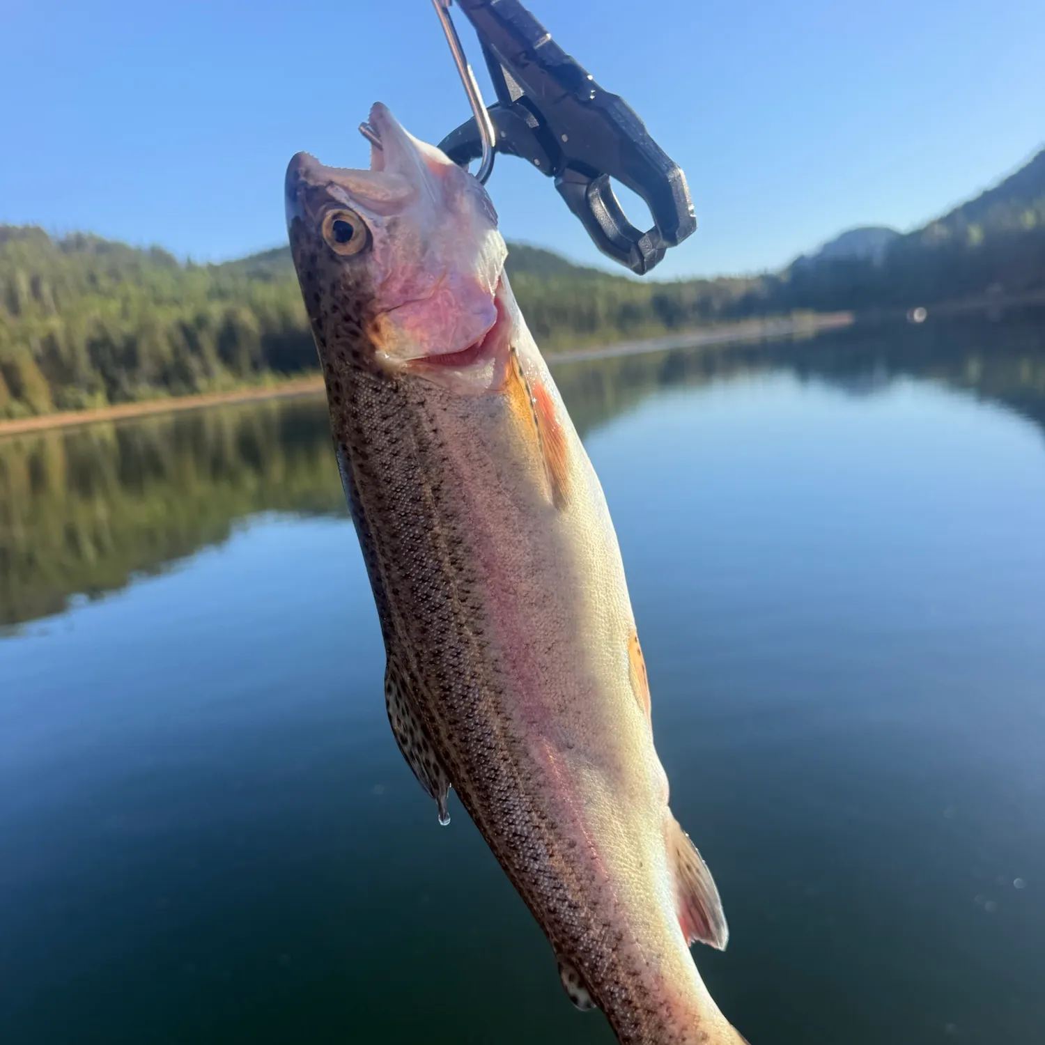 Rainbow trout caught on Fishbrain