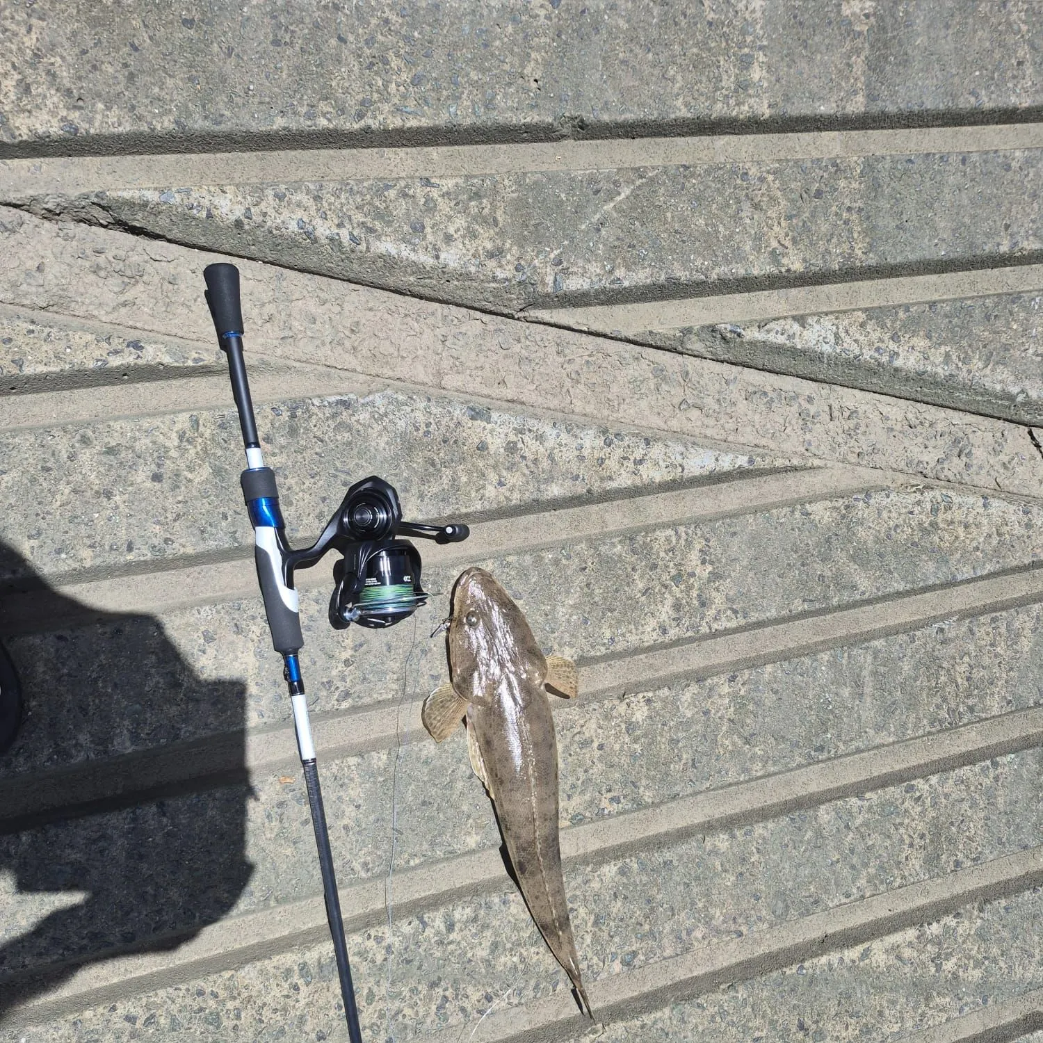The most recent Dusky flathead catches on Fishbrain