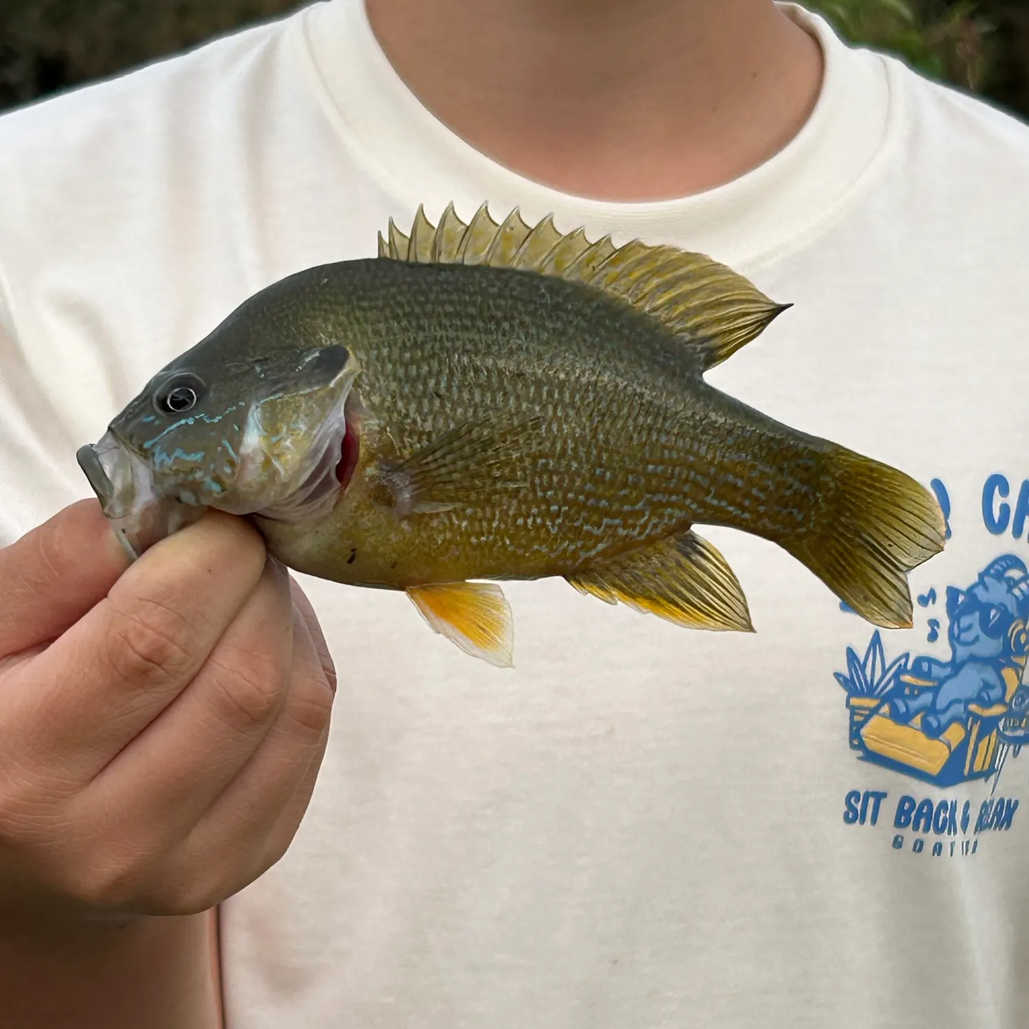 Green sunfish caught on Fishbrain