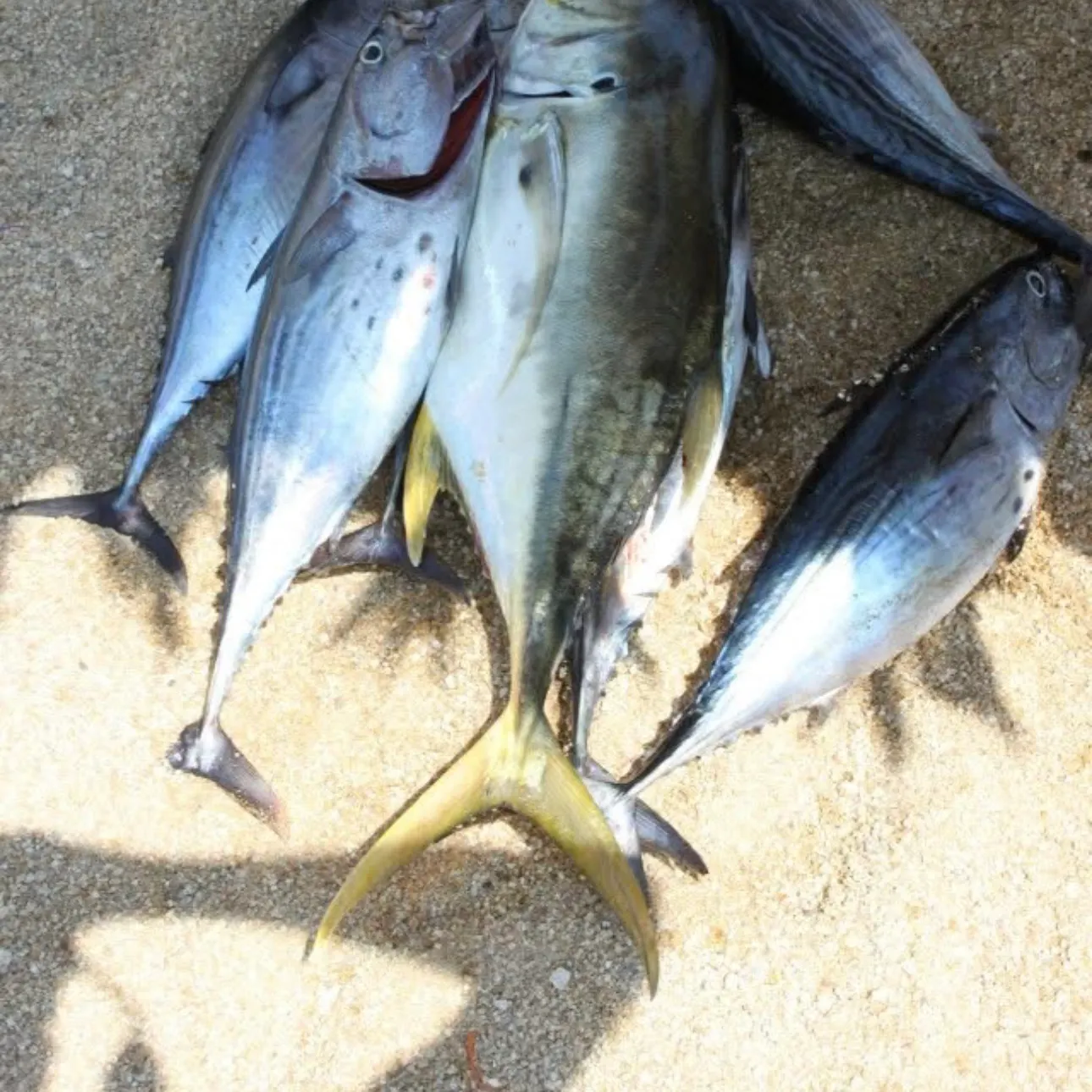 The most recent Pacific crevalle jack catches on Fishbrain