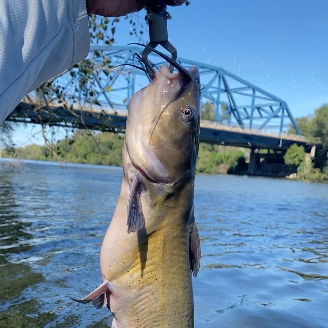 Channel catfish caught on Fishbrain