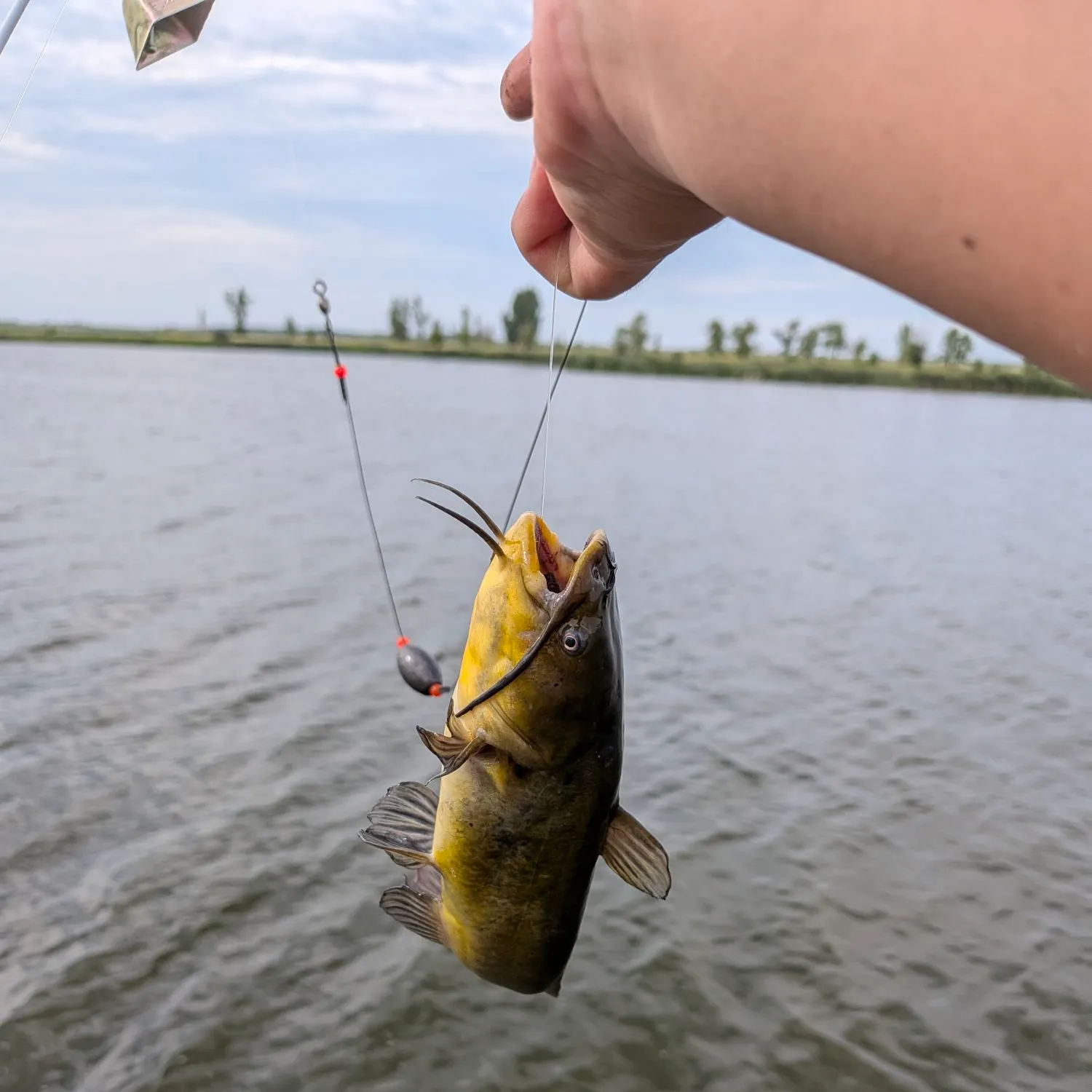 Black bullhead caught on Fishbrain