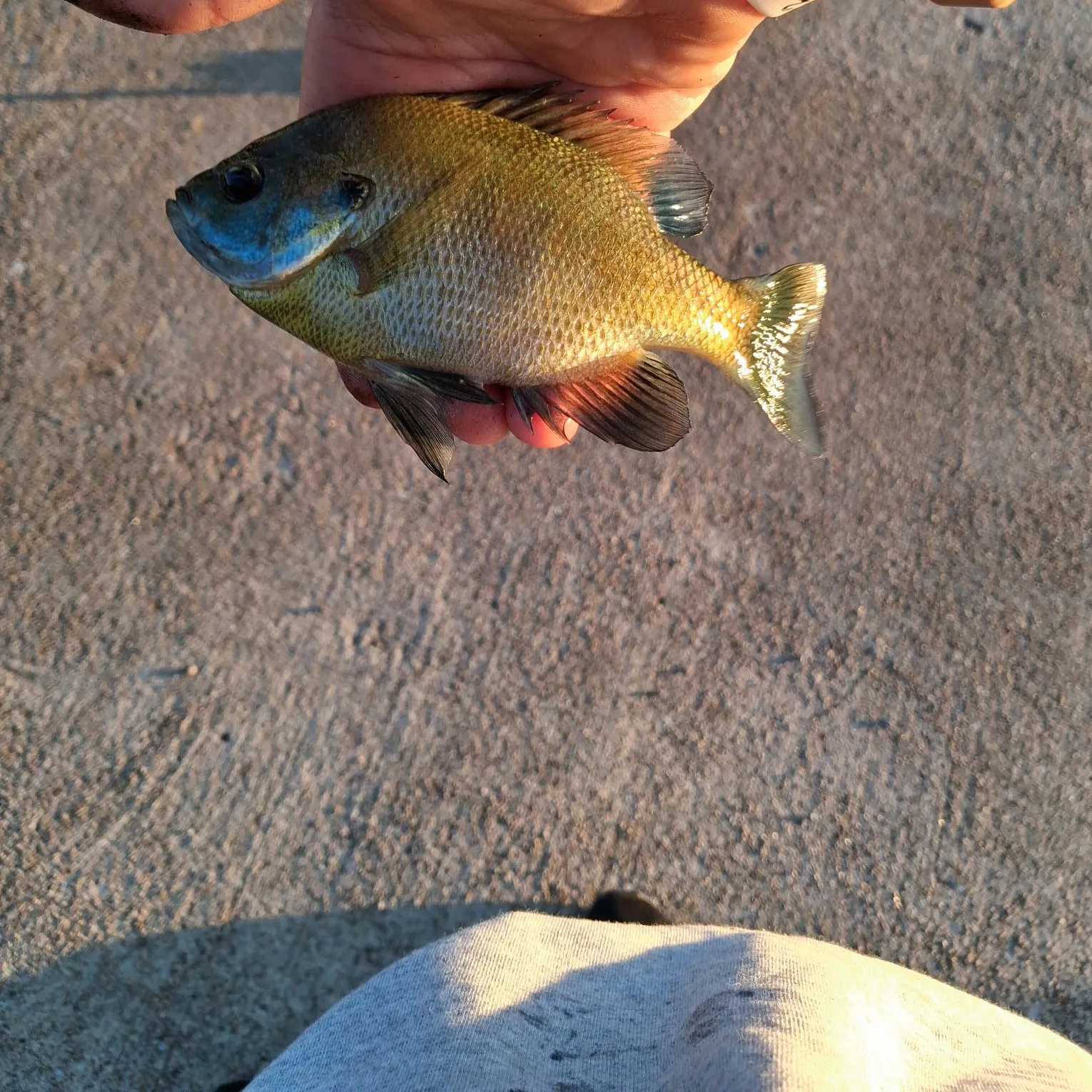 Green sunfish caught on Fishbrain