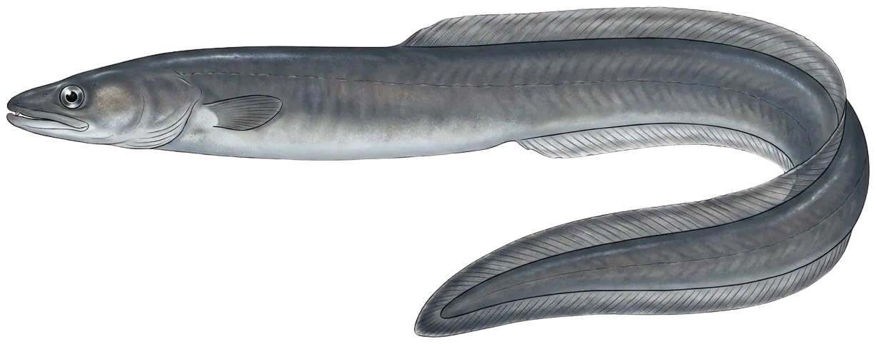European conger